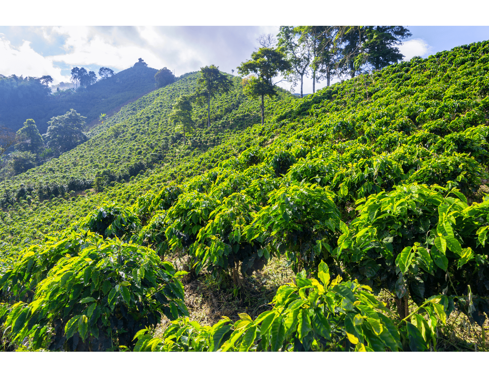Coffee Plants on Mountain Side